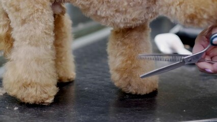 close up Skilled pet stylist using scissors to give a puppy poodle a neat haircut at a grooming salon