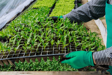 Green pepper seedlings require proper temperature, humidity, and light levels to thrive in the...