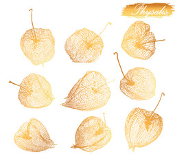 Vector hand drawn set illustration. Collection of gold physalis, plant, dried flowers of physalis Tomatillo. Superfood. drawn elements of a doodle in sketch style. Inscription.