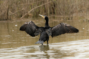 Cormorant spreading its wings