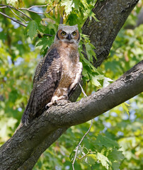 Great-horned Owl perched on a tree branch in the forest, Quebec, Canada
