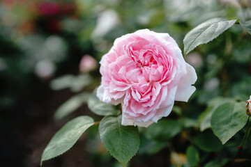 close-up Pink Roses On A Rose Bush on blur nature background in a summer garden. copy space