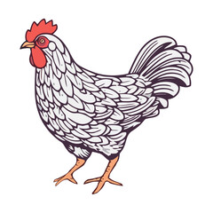 Cute cartoon rooster standing on white background
