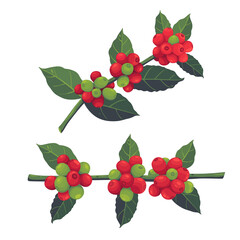Vector illustration of a branch of a coffee tree with ripe coffee berries in the style of engraving in color. Branch of coffee with leaves and fruits for packaging design, product menu