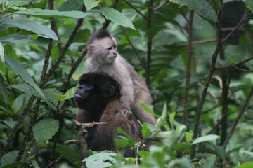 Two monkeys in the jungle