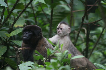 Two monkeys in the jungle
