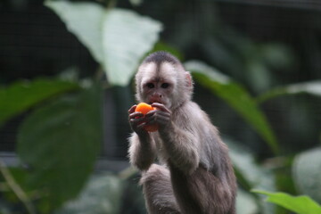 capuchin monkey in a rescue center