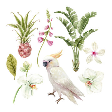 Botanical set of watercolor illustrations of tropical flowers, plants and birds on a white background. hand painted .