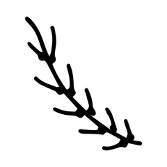 Hand drawn line art of pine branch in doodle style