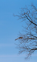 eagle soaring near tree