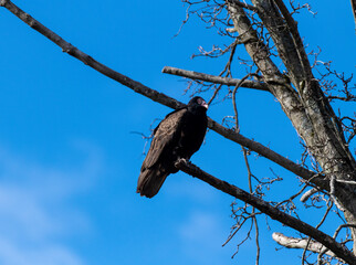 turkey vulture perched in tree