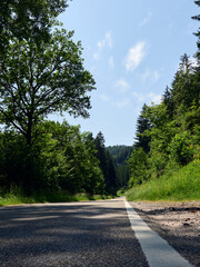 road in the forest