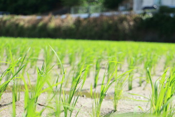 田んぼに並んだ沢山の稲