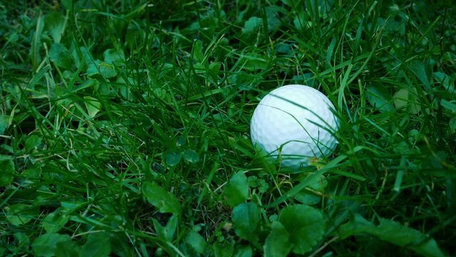Lost Golf Ball In The Grass
