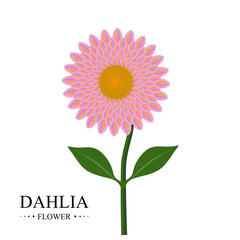 Dahlia flower vector. Flat illustration of beautiful flower Dahlia with leaves. Dahlias are perennial plants with tuberous roots. flat and cartoon vector illustration isolated