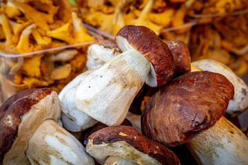 Large porcini mushrooms known as Boletus edulis at a farmers market. Lifestyle photo, close up. Peeled porcini mushrooms in the greengrocer's shop. Large edible mushrooms for cooking