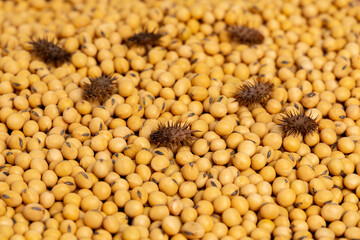 Cocklebur weed seed in soybeans. Weed control, elevator fees and grain cleaning concept