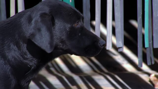 Black Stray Dog Growling While Standing at the Entrance of a Grocery Store in a Small Town in Buenos Aires Province, Argentina. Close Up. 4K.