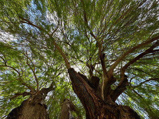 Prosopis, or mimosa, or mesquito (lat. Prosopis)