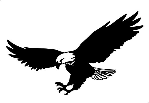 eagle in the sky illustrasion vector