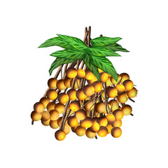 Longan