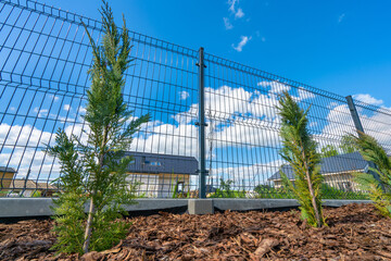 Obraz premium Small thuja trees planted in a row in the garden in the spring separated by a curb
