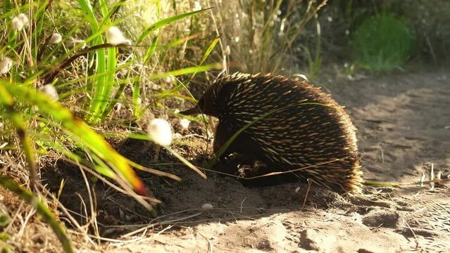Wild echidna looking for ants and walks away in high grass.