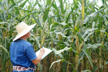 Asian man farmer is at garden, wears hat , blue shirt, holds paper clipboard, inspect growth of plants. Concept , Agricultural study and research to develop crops                                      