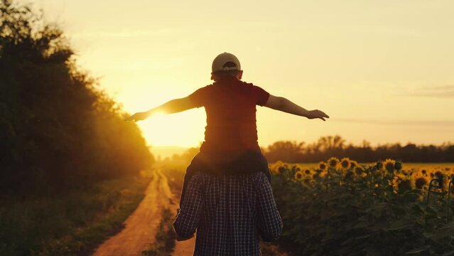 Happy child sitting on fathers shoulders is playing pilot at sunset. Full family dad son are walking by and fields with sunflowers playing pilots. Family outdoor entertainment. Dream of flying concept