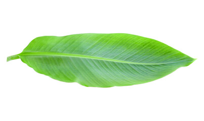 Obraz premium Green banana leaf isolated transparent png