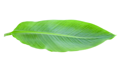 Green banana leaf isolated transparent png