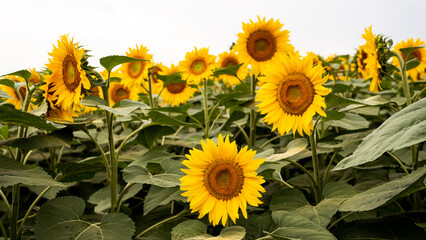 Sunflower growing in a field of sunflowers during a nice sunny summer day. 