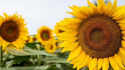 Sunflower growing in a field of sunflowers during a nice sunny summer day. 