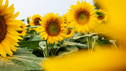 Sunflower growing in a field of sunflowers during a nice sunny summer day. 