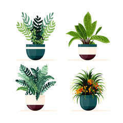 Set of houseplants. Indoor plant in modern flowerpot. Decorative houseplants for interior home decoration
