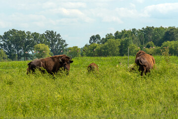 Naklejka na ściany i meble Bison Or Buffalo Resting In The Pasture In Summer