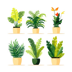 Set of houseplants. Indoor plant in modern flowerpot. Decorative houseplants for interior home decoration