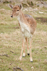 deer in the meadow
