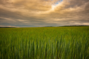 Obraz premium Feld, Getreide, Sonnenuntergang, Wolken, Himmel Abendrot