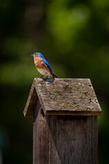 Beautiful Eastern Bluebird sitting on rustic wood house preparing a nest for young. 