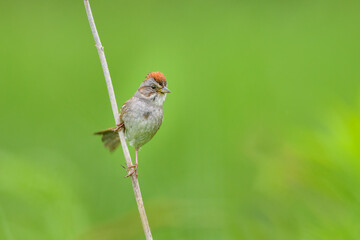 Swamp Sparrow perched on vertical reed with green background