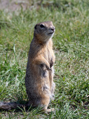 Naklejka na ściany i meble A female of prairie dog standing on its hind legs and looking around on a grassy lawn.