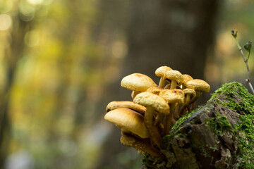 Mushrooms on tree trunk. Autumn landscape. Brown mushrooms