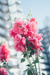 風に揺れるタチアオイ