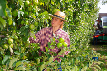 Naklejka na ściany i meble Positive woman picking ripe apples from a tree in fruit garden