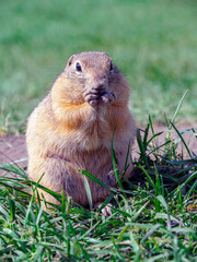Naklejka na ściany i meble Prairie dog on a grassy field looking at a camera. Close-up, portrait of rodent