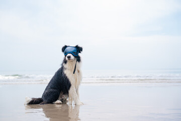 Close-up portrait of dog wearing Vision pro goggles on summer vacations. Funny cute happy wet black and white border collie with swimming sunglasses sitting on beach after swim in ocean on sunny day.
