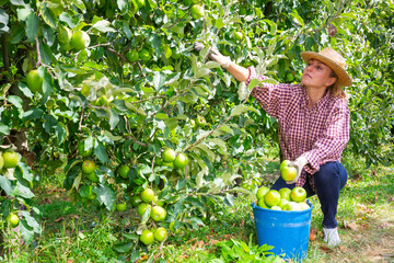 Young woman engaged in cultivation of apples gathering harvest at fruit plantation