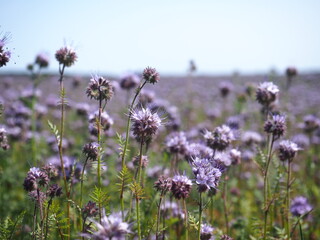 numerous purple flowers (lacy phacelia (blue tnasy or purple tansy)) in the field