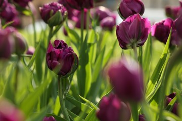 Fototapeta premium Beautiful colorful tulips growing in flower bed, selective focus